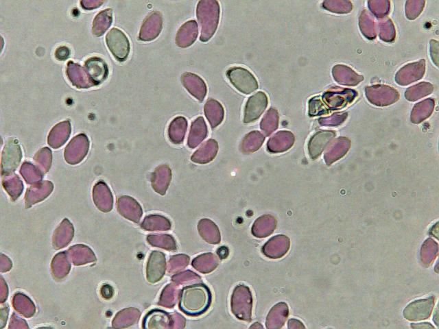 Perugia Quattro passi intorno a casa